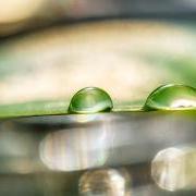 雨滴落在树叶上